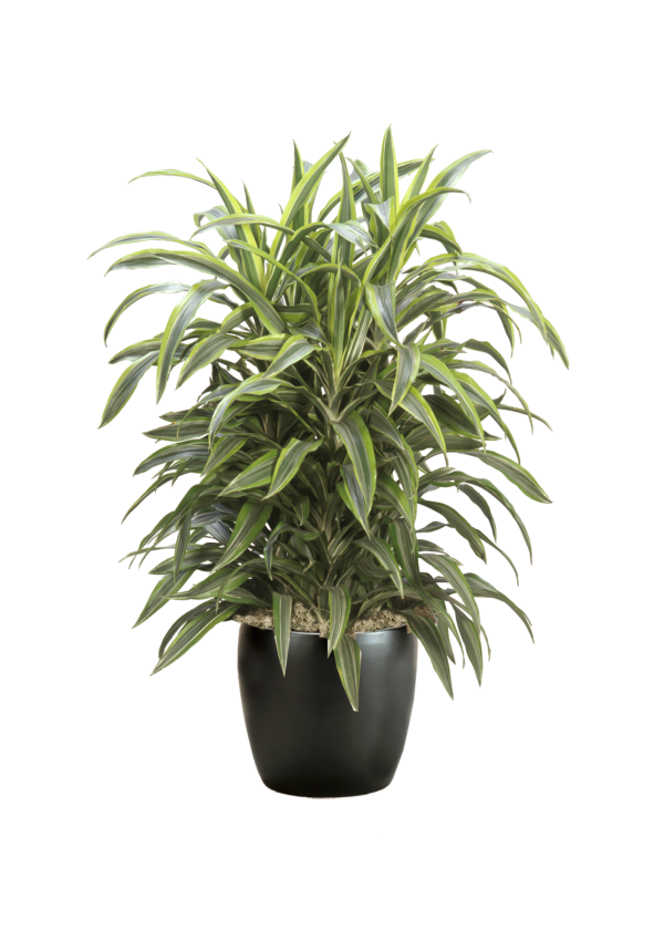 Dracaena Lemon Lime Cane