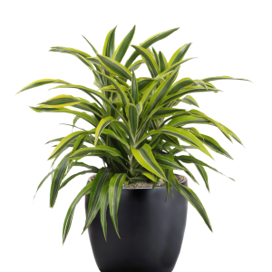 Dracaena Lemon Lime Bush