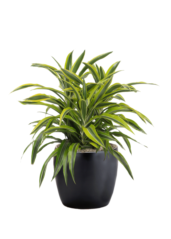 Dracaena Lemon Lime Bush