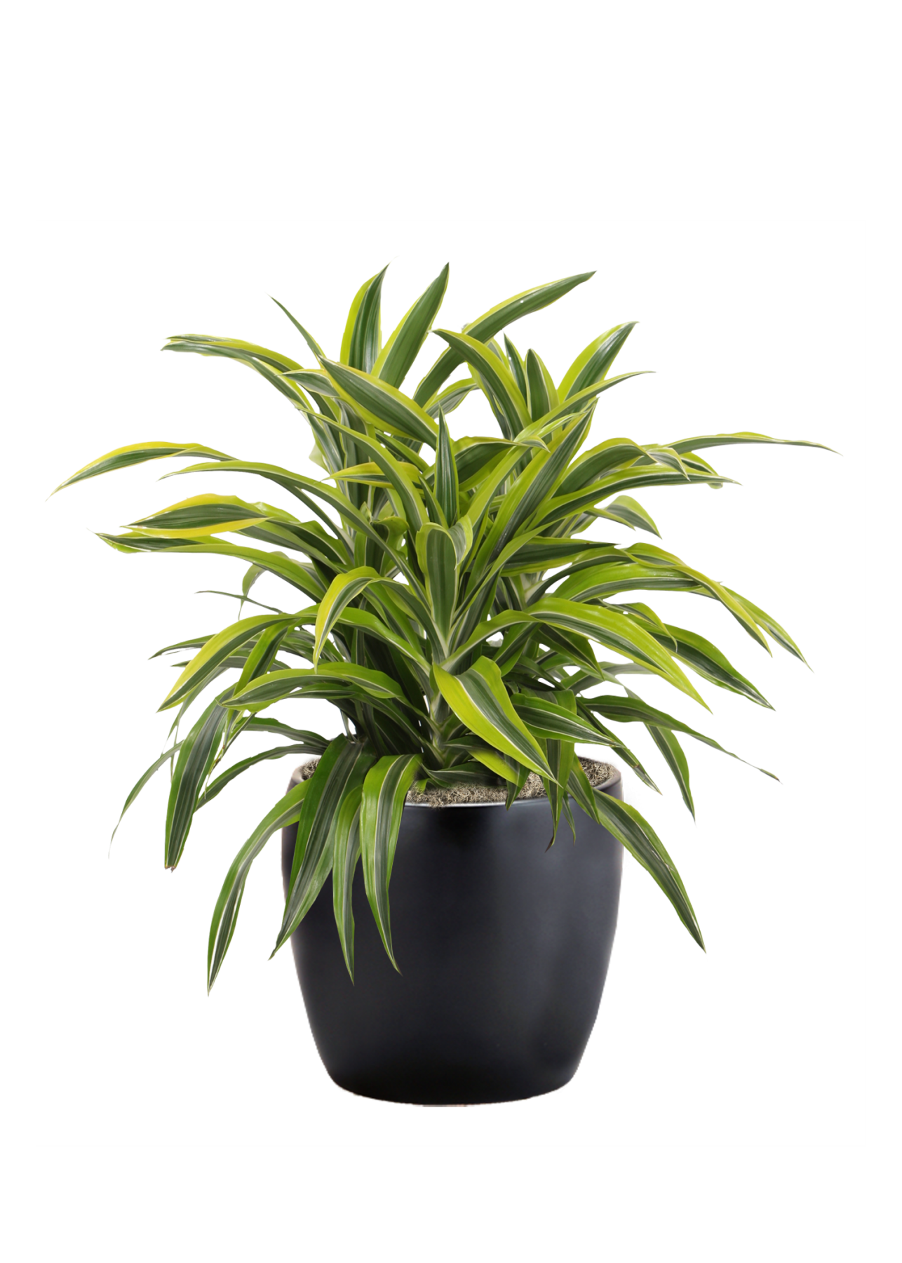 Dracaena Lemon Lime Bush Phillip's Interior Plants & Displays