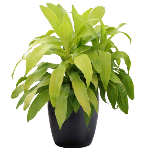 Dracaena Limelight
