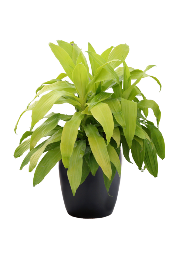 Dracaena Limelight