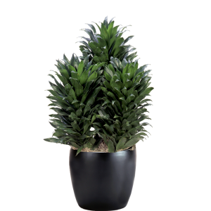 Dracaena Compacta Bush