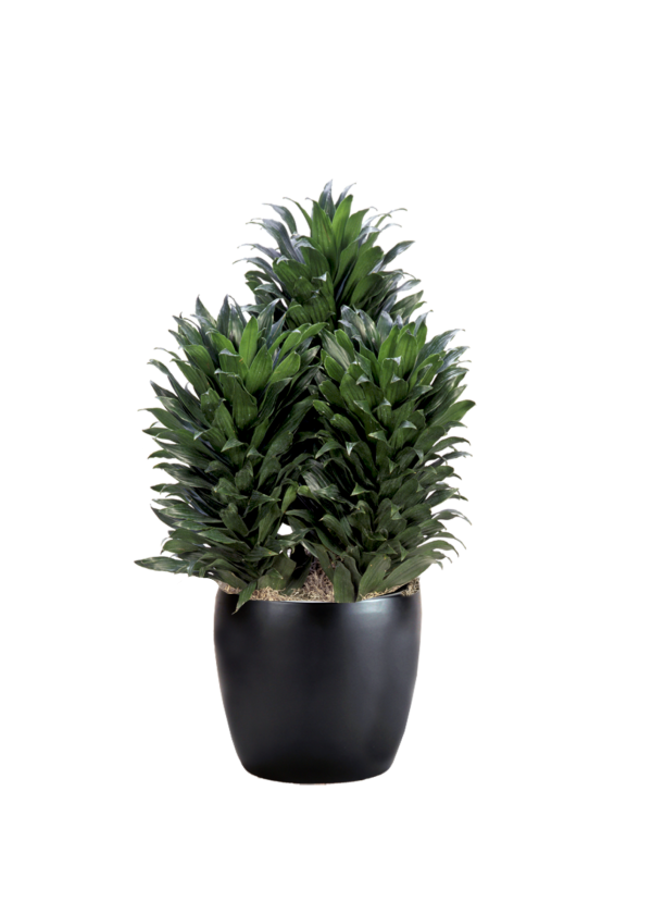 Dracaena Compacta Bush