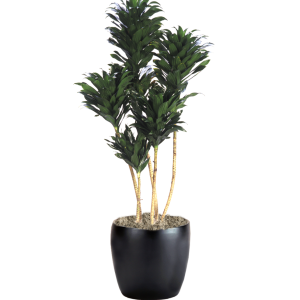 Dracaena Compacta Cane