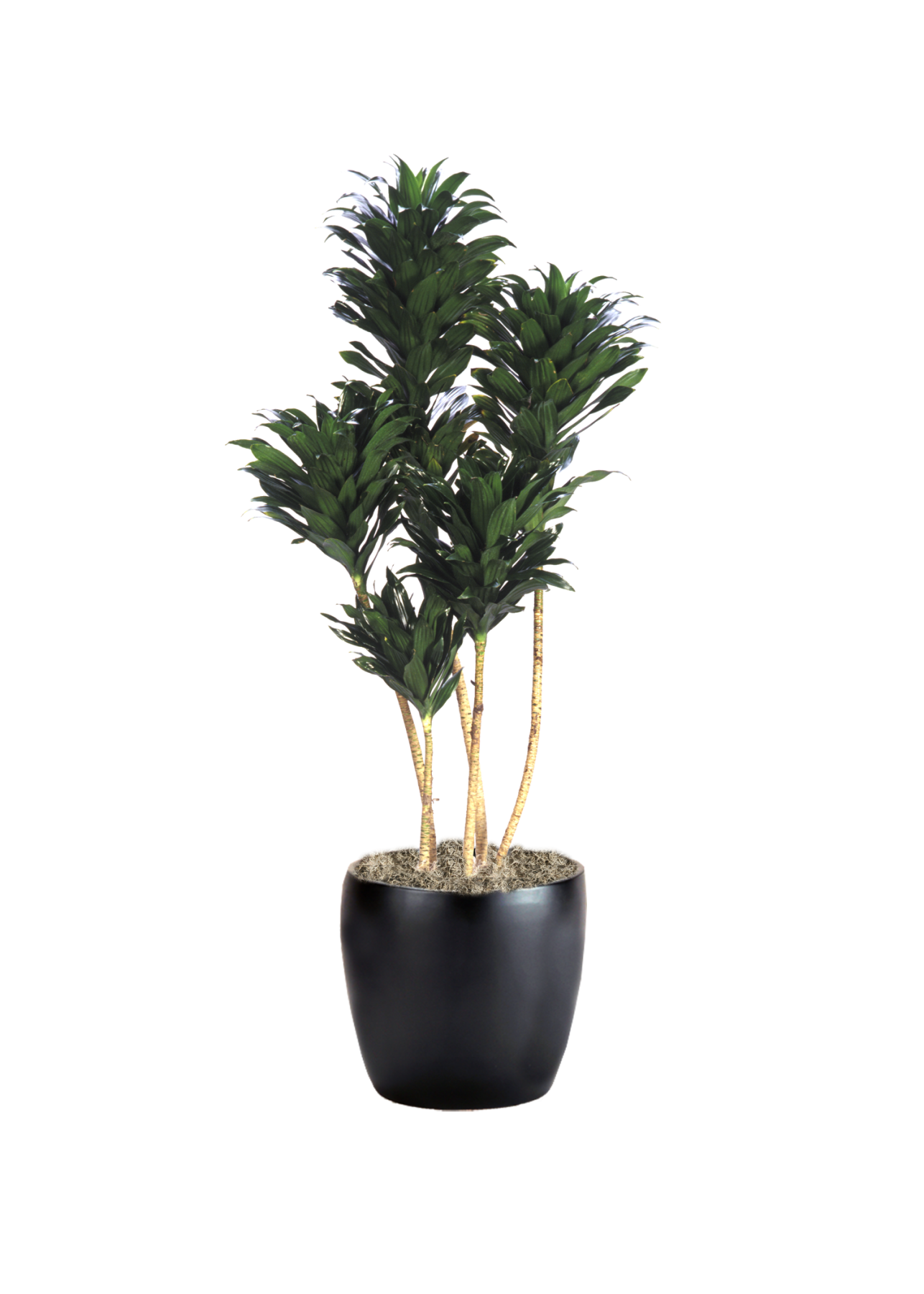 Dracaena Compacta Cane | Phillip's Interior Plants & Displays
