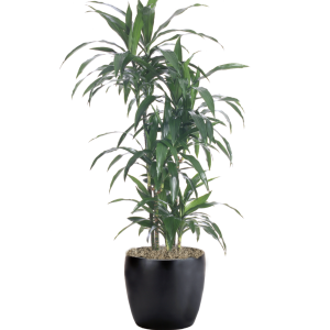 Dracaena Lisa