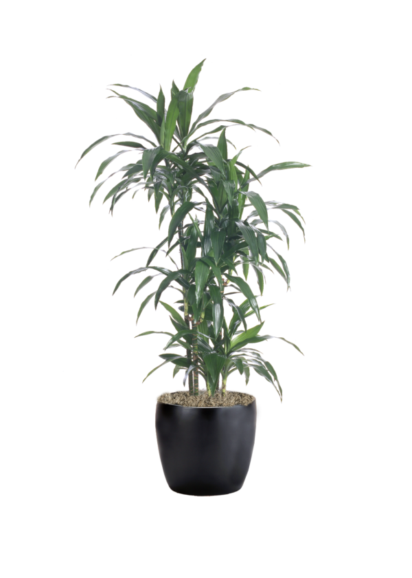 Dracaena Lisa