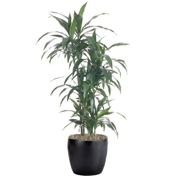 Dracaena Lisa