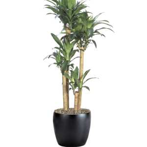 Dracaena Massangeana Cane