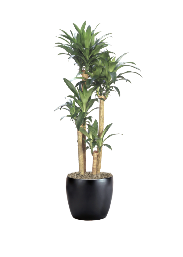 Dracaena Massangeana Cane