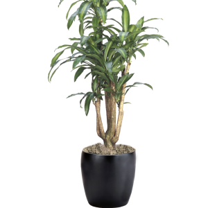 Dracaena Massangeana Branched