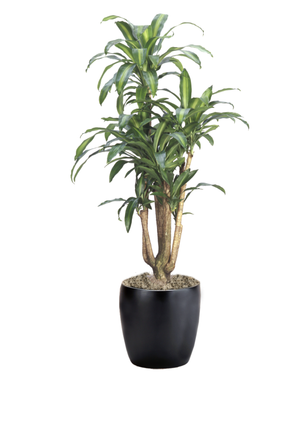 Dracaena Massangeana Branched