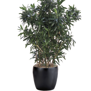 Dracaena Reflexa