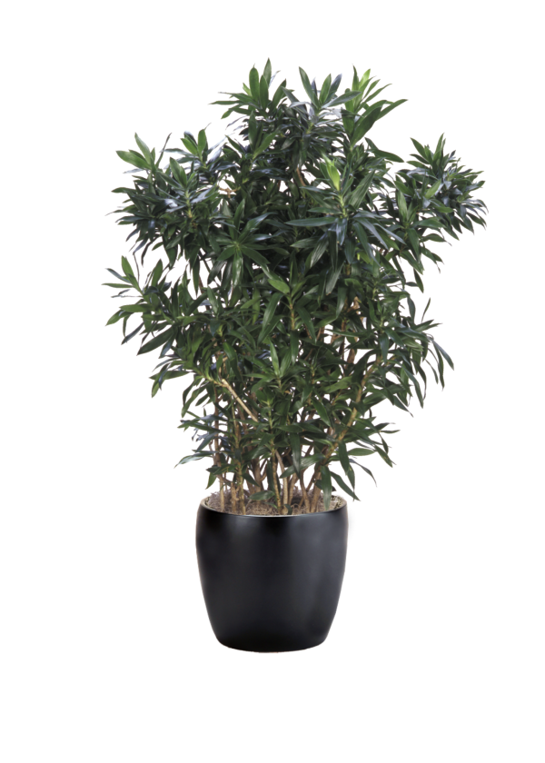 Dracaena Reflexa