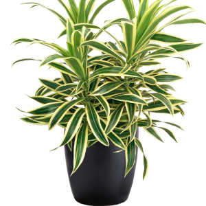 Dracaena Reflexa Song of India