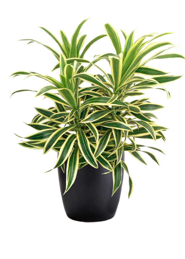 Dracaena Reflexa Song of India