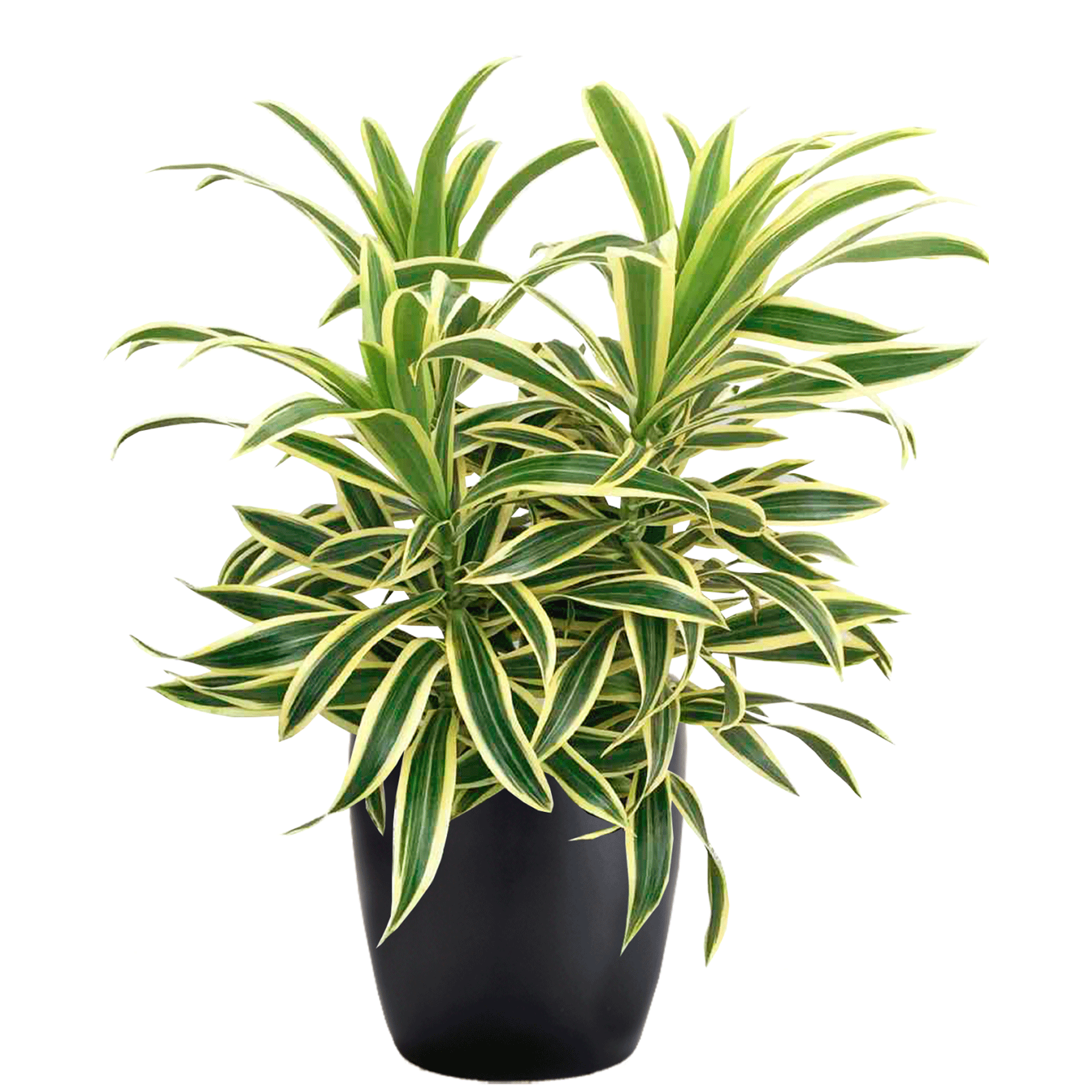 Dracaena Reflexa Song of India Phillip