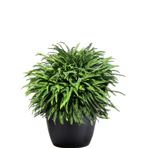 Fern Kimberly Queen