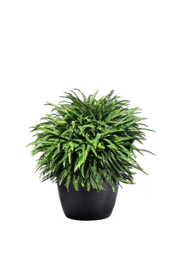Fern Kimberly Queen