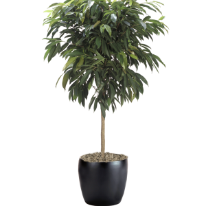 Ficus Amstel King
