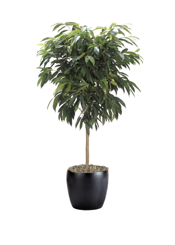 Ficus Amstel King