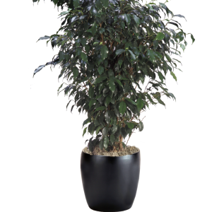Ficus Benjamina Midnight