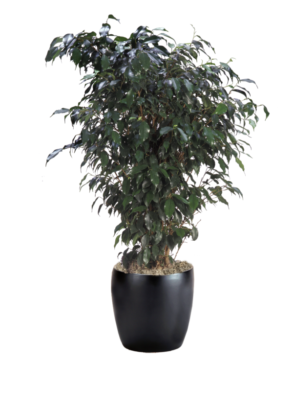 Ficus Benjamina Midnight