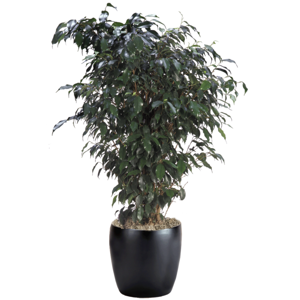 Ficus Benjamina Midnight