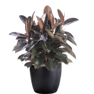 Ficus Elastica Burgundy