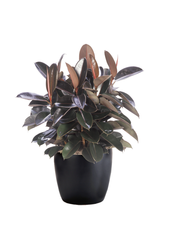 Ficus Elastica Burgundy