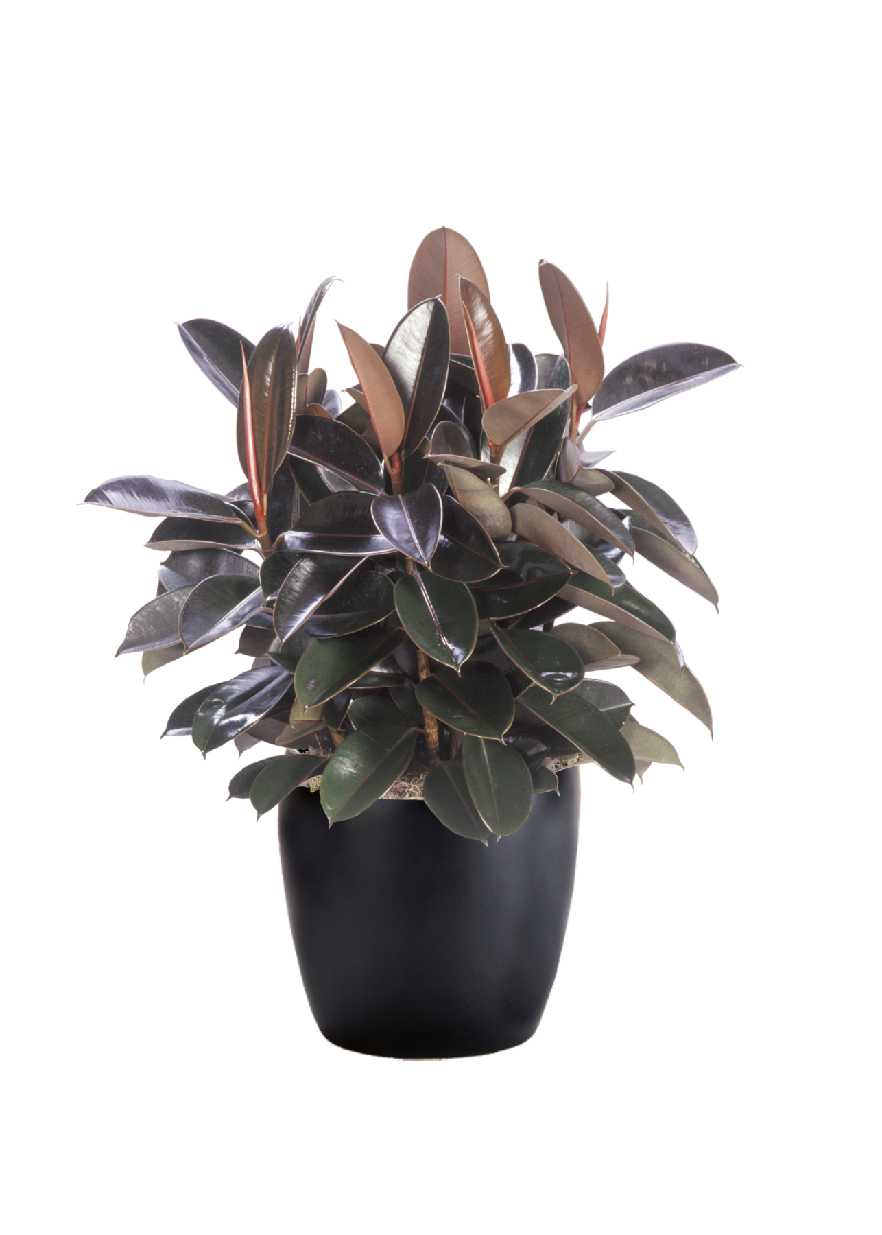 Ficus Elastica Burgundy Phillip's Interior Plants & Displays