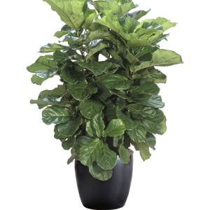 Ficus Lyrata Bush