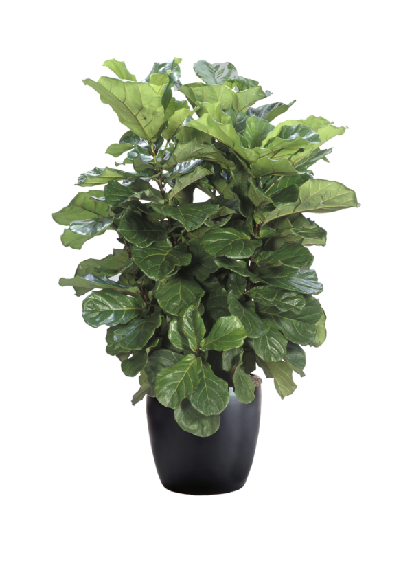 Ficus Lyrata Bush