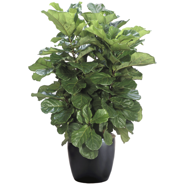 Ficus Lyrata Bush
