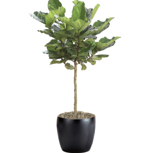 Ficus Lyrata