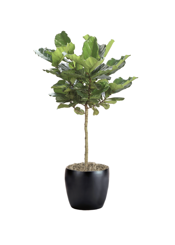Ficus Lyrata