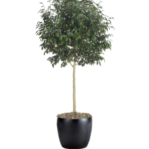 Ficus Benjamina Monique
