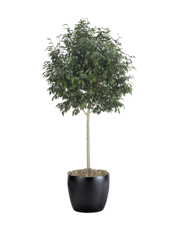 Ficus Benjamina Monique