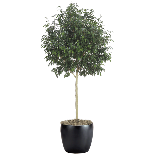 Ficus Benjamina Monique