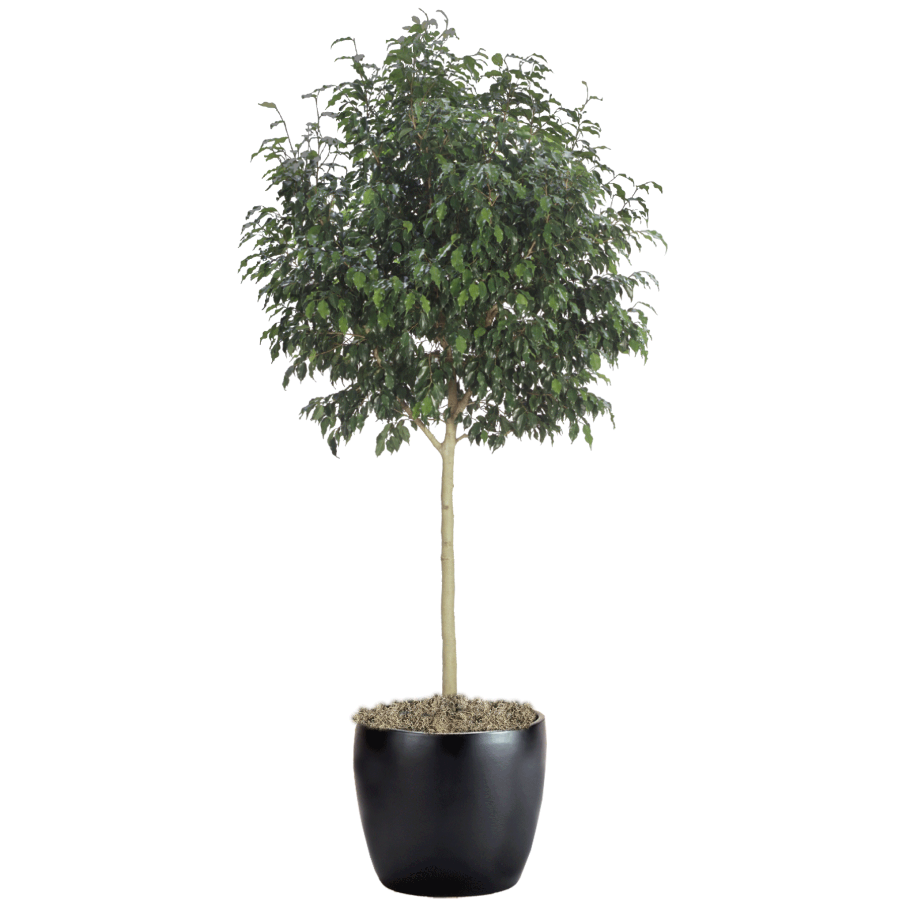 Ficus Benjamina Monique