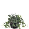 Ivy Algerian