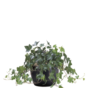 Ivy Algerian
