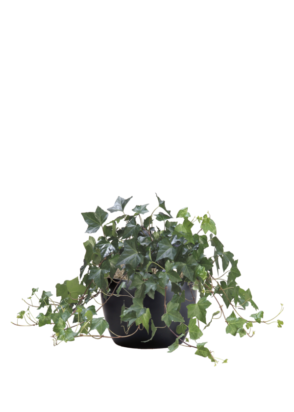 Ivy Algerian