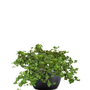 Ivy English