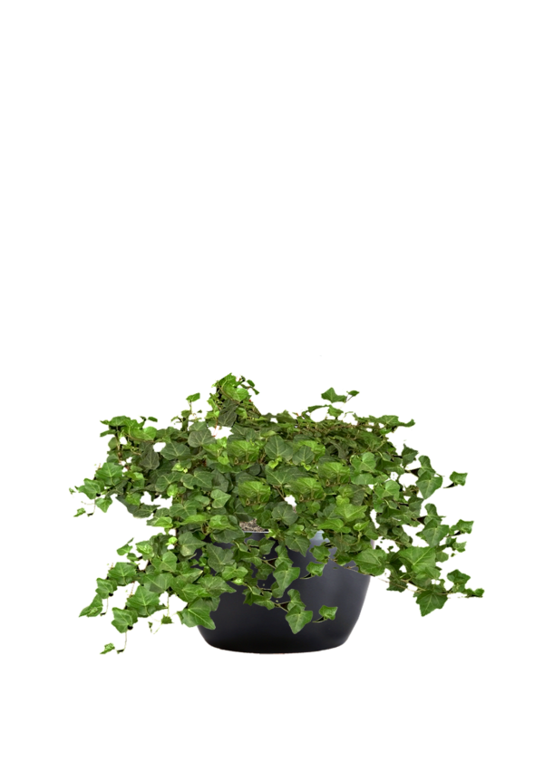 Ivy English