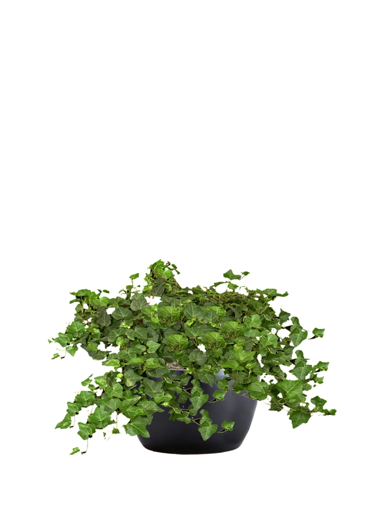 Ivy English Phillip's Interior Plants & Displays