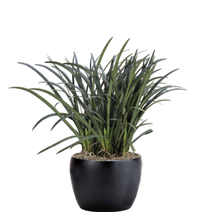 Liriope