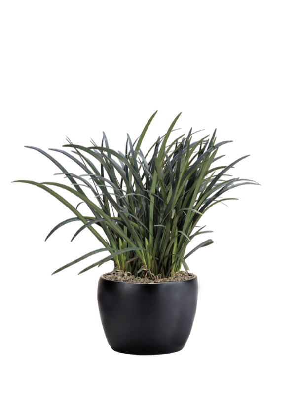 Liriope