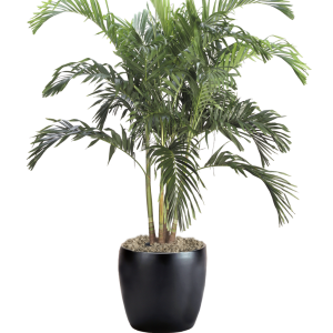 Palm Adonidia